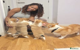 Welsh Corgi Pembroke dogs for sale: 3 Cuddly Corgi Pups for Sale; 2 males, 1 female - Image 2
