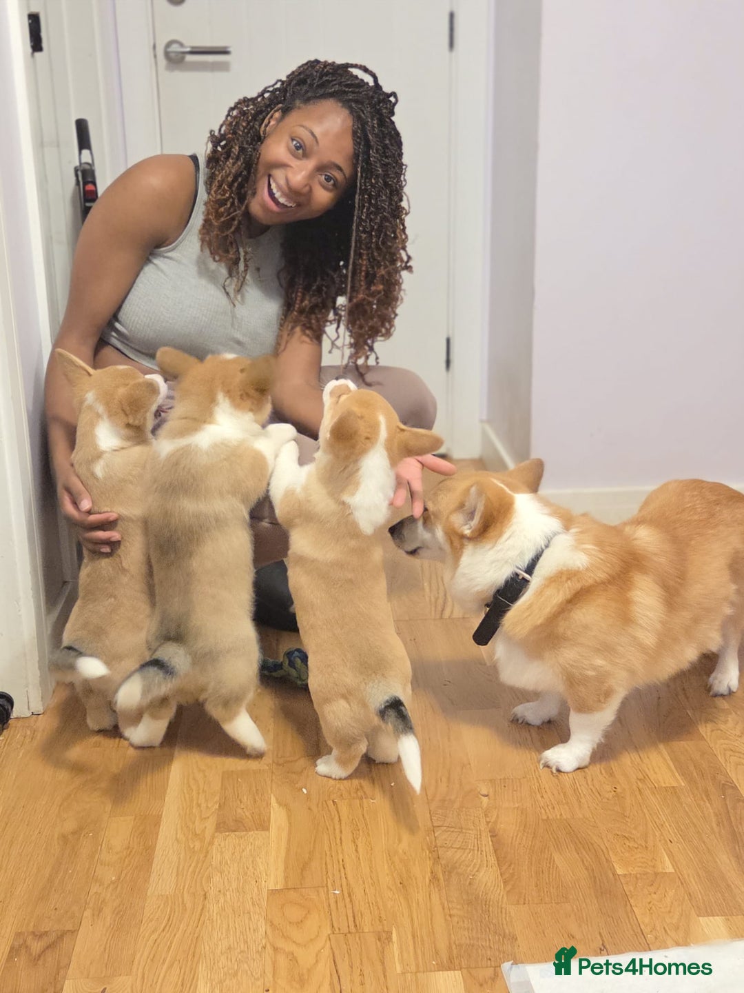 Welsh Corgi Pembroke dogs for sale: 3 Cuddly Corgi Pups for Sale; 2 males, 1 female - Image 2