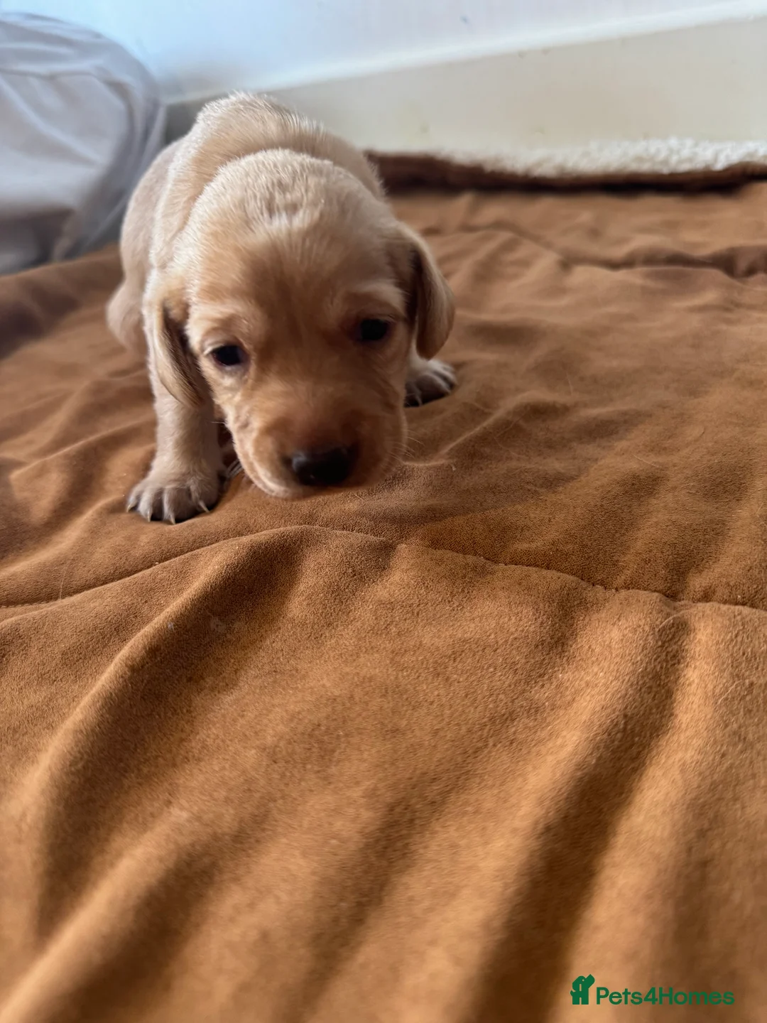 Labrador Retriever dogs for sale: Beautiful purebred Labrador puppies  in Wantage - Advert 2