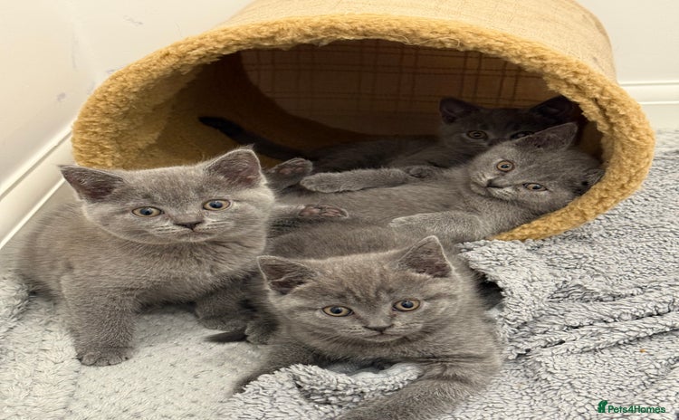 British Shorthair cats - Advert 1