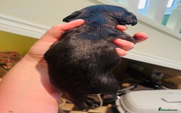 Mixed Breed dogs for sale: Jackapoo puppies for sale - Image 6