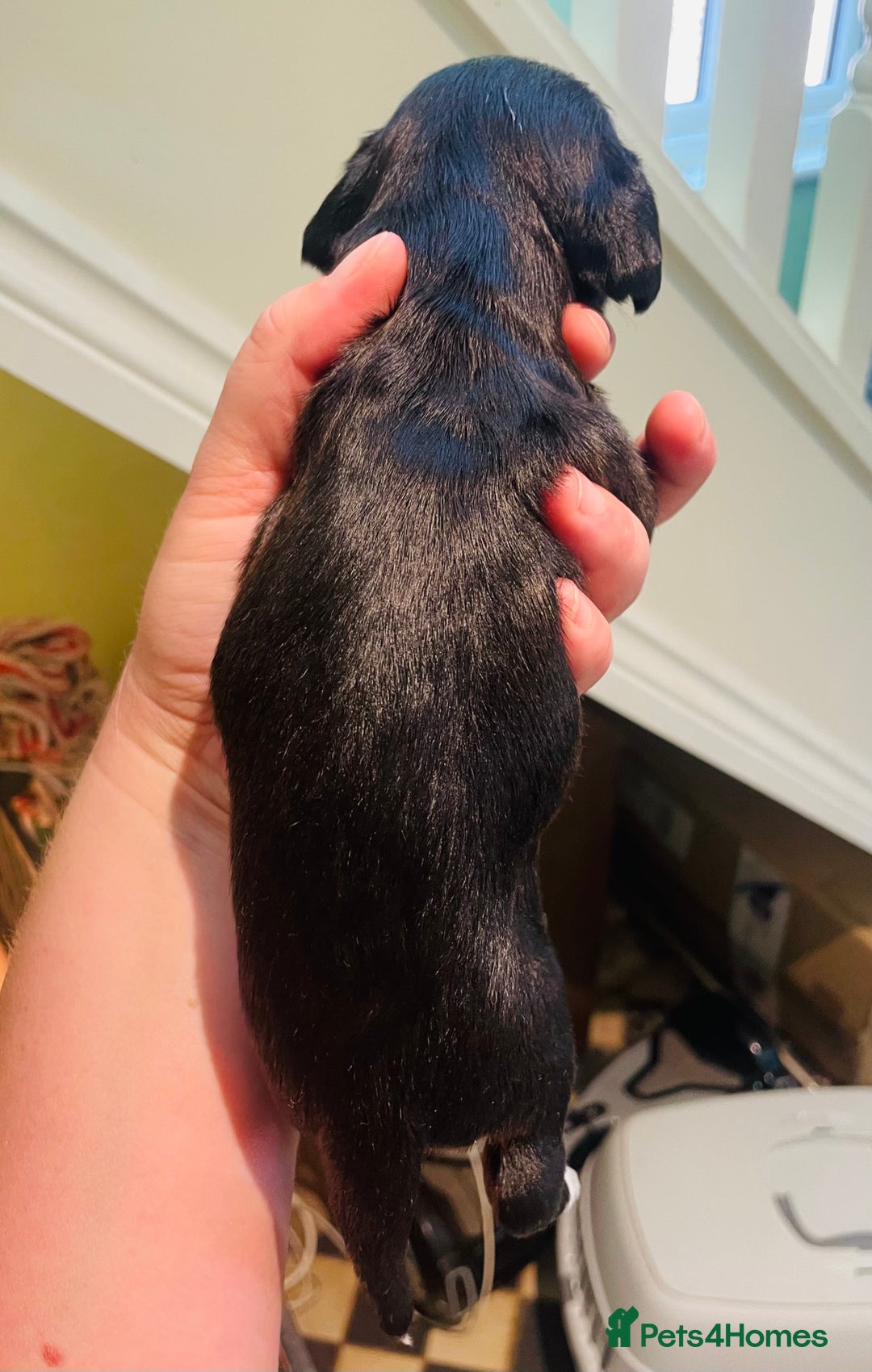 Mixed Breed dogs for sale: Jackapoo puppies for sale - Image 6