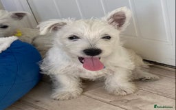 West Highland Terrier dogs for sale: Adorable WestHighland White Pups - Image 2