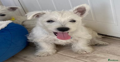 West Highland Terrier dogs - Advert 15