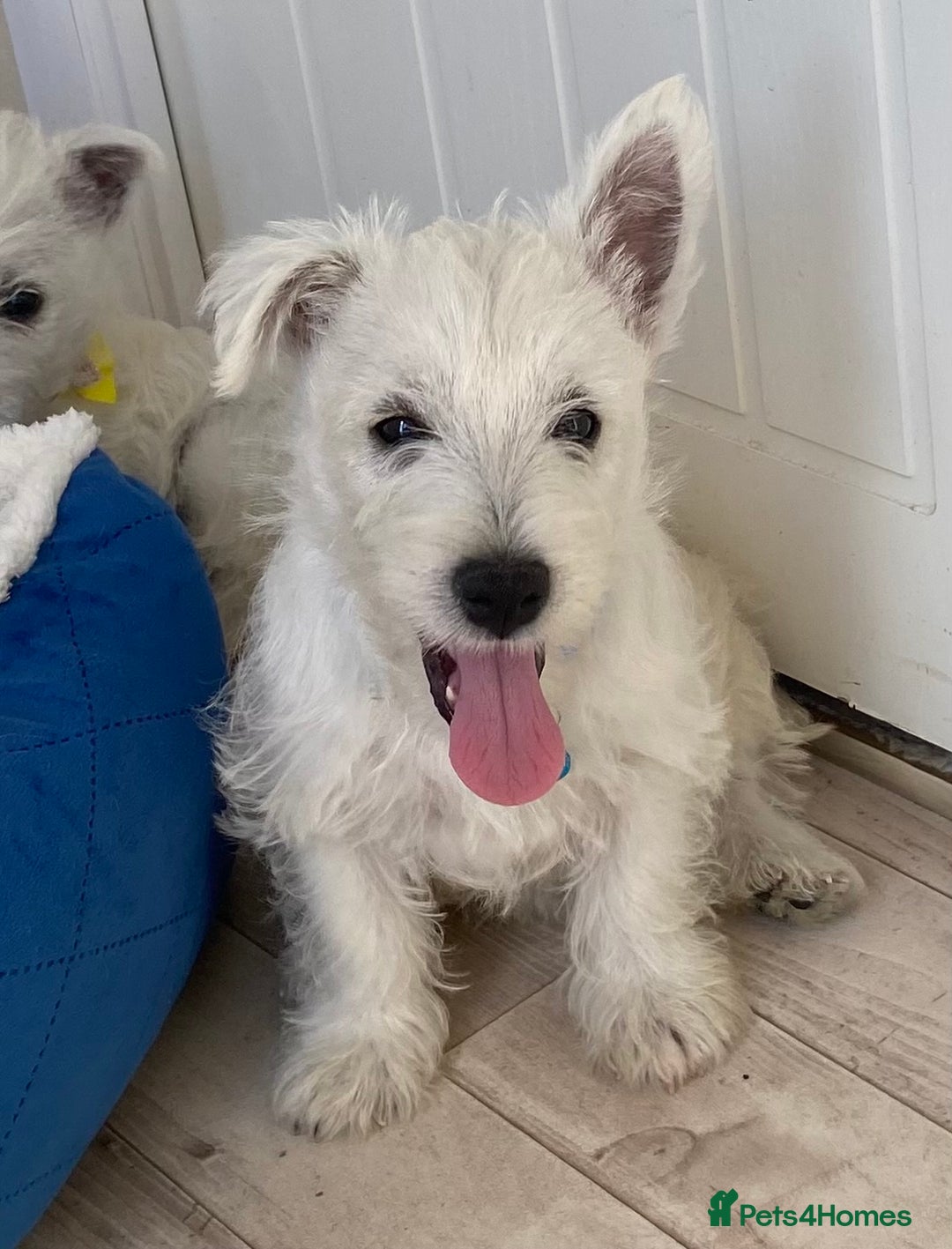 West Highland Terrier dogs for sale: Adorable WestHighland White Pups - Image 2
