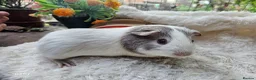 Guinea Pig rodents for sale: Baby boy guineapigs.  - Advert 2
