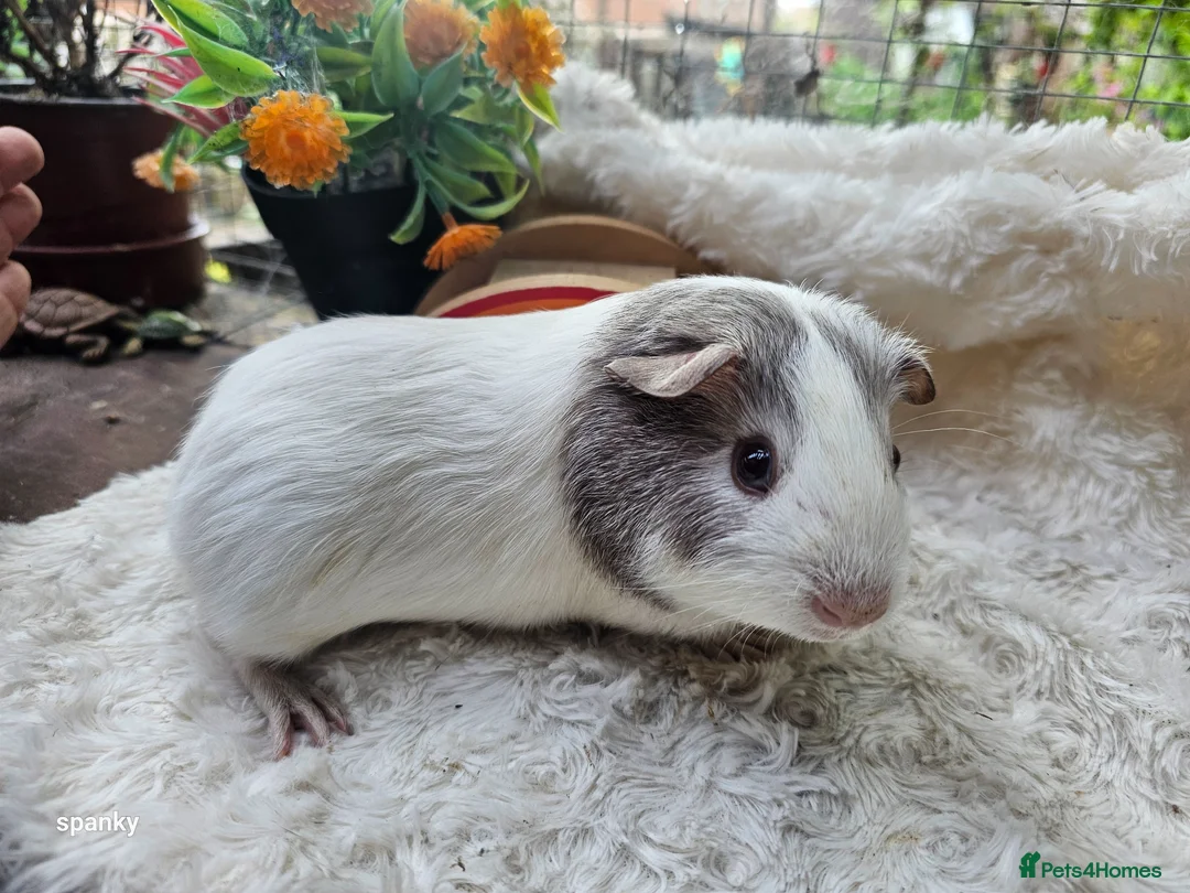 Guinea Pig rodents for sale: Baby boy guineapigs.  - Advert 2