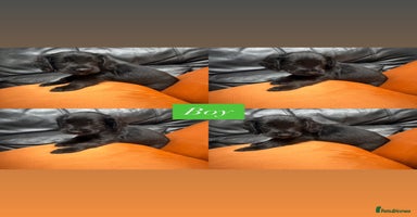 Sprocker dogs - Advert 3