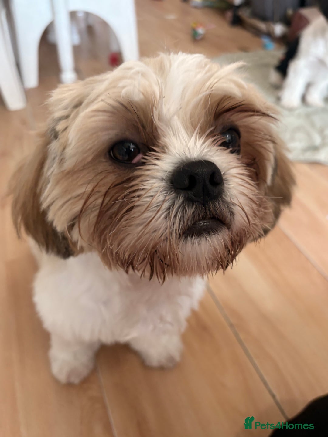 Shih Tzu dogs for sale: 2 6 month old male Shih tzu puppies  - Image 7