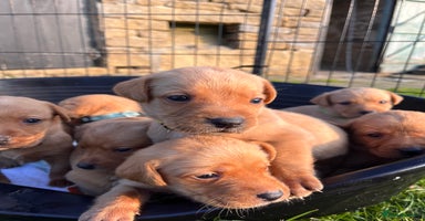 Labrador Retriever dogs - Advert 7