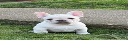 French Bulldog dogs for sale: French bulldog puppies - Advert 35