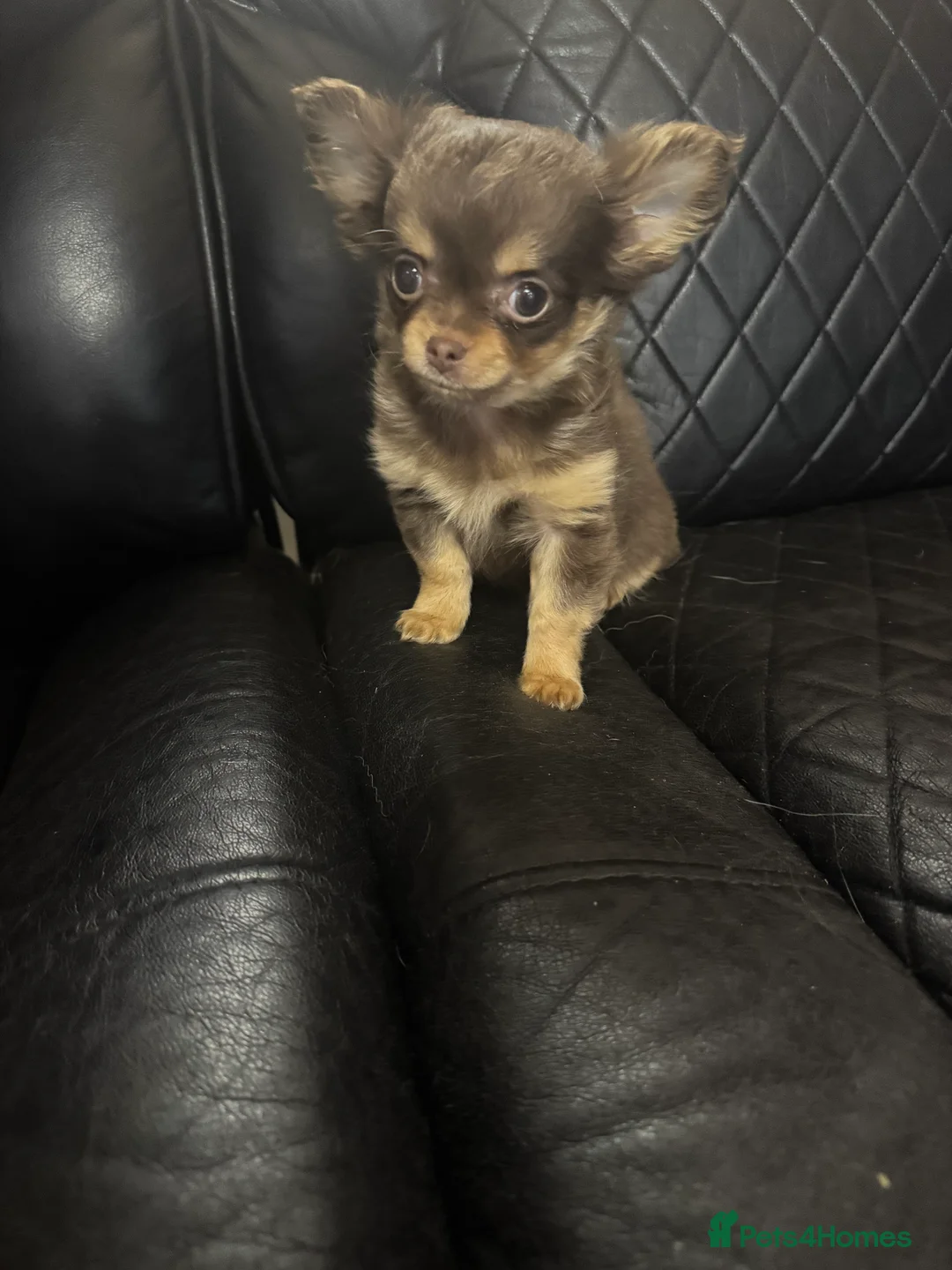 Chihuahua dogs for sale: Long haired chihuahua - Advert 2