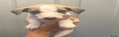 Whippet 3