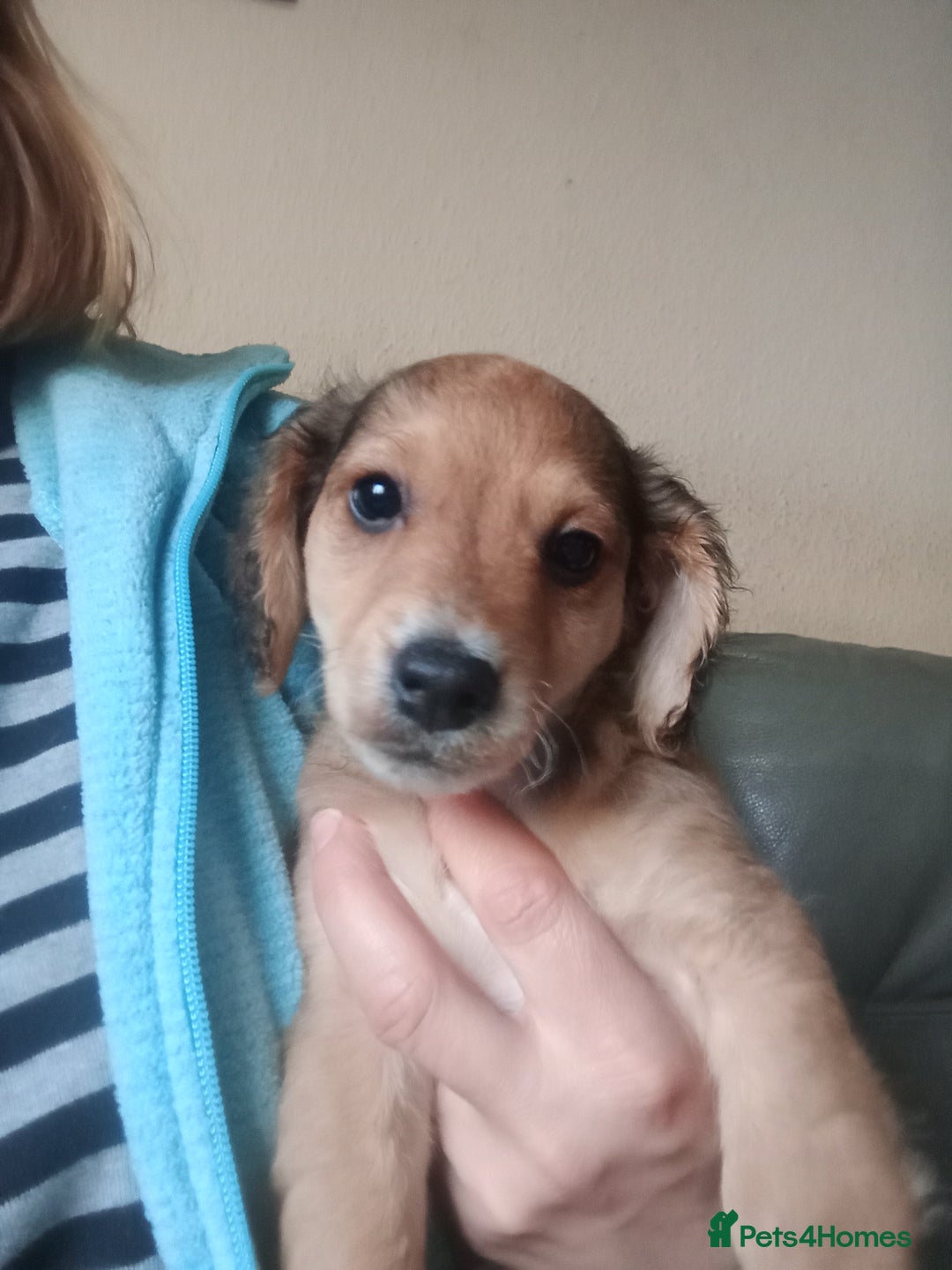 Mixed Breed dogs for sale: Cockapoo x jack Russell DNA health tested clear m - Advert 7
