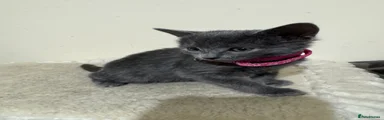 Russian Blue 4