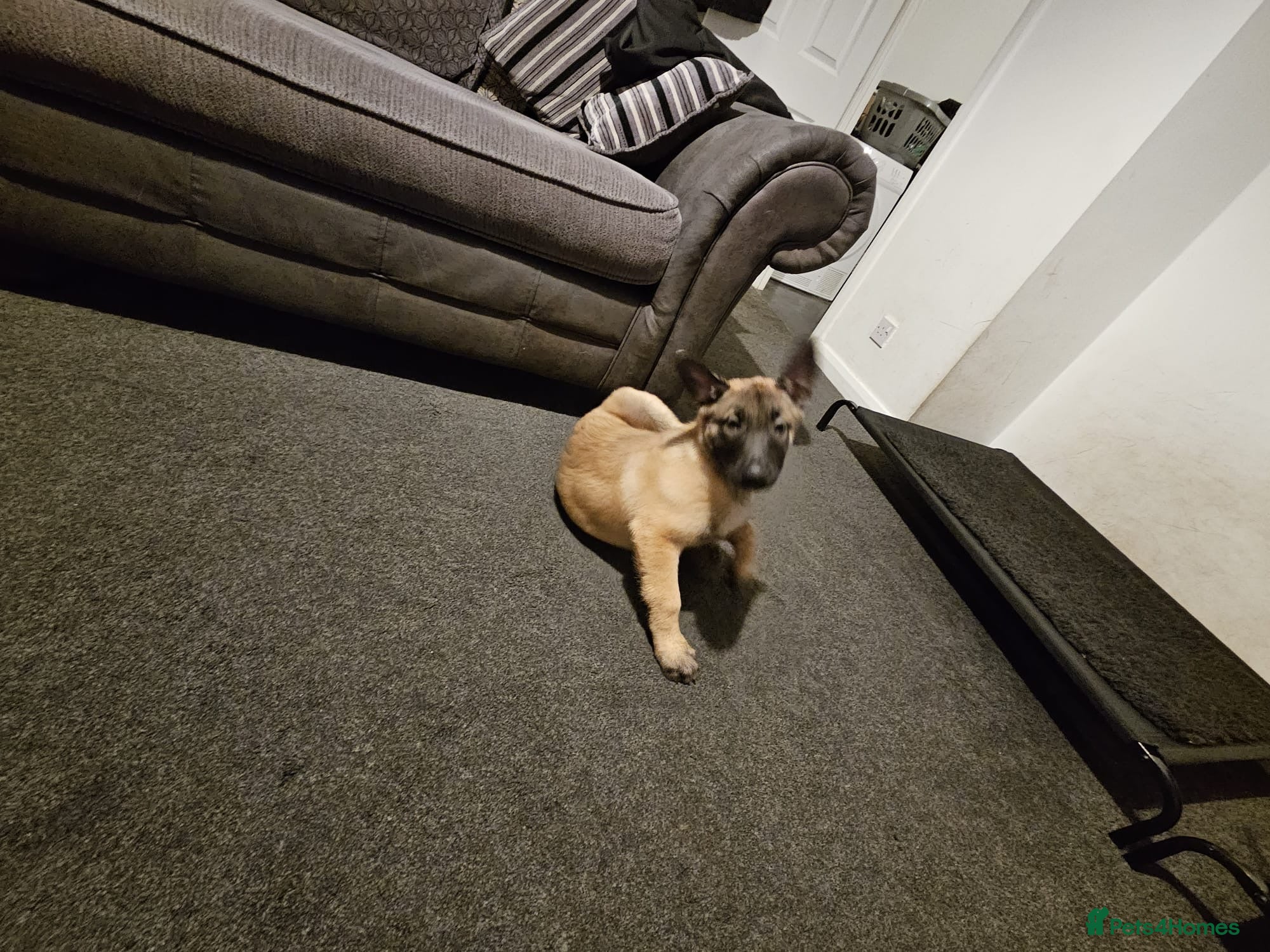 Mixed Breed dogs 1 LEFT -Belgium Malinois x Dutch Herder Puppy  - Advert 1