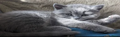 British Shorthair 1