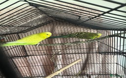 Budgerigars birds for sale: Male and female Budgies (unsure of exact age)? - Image 1