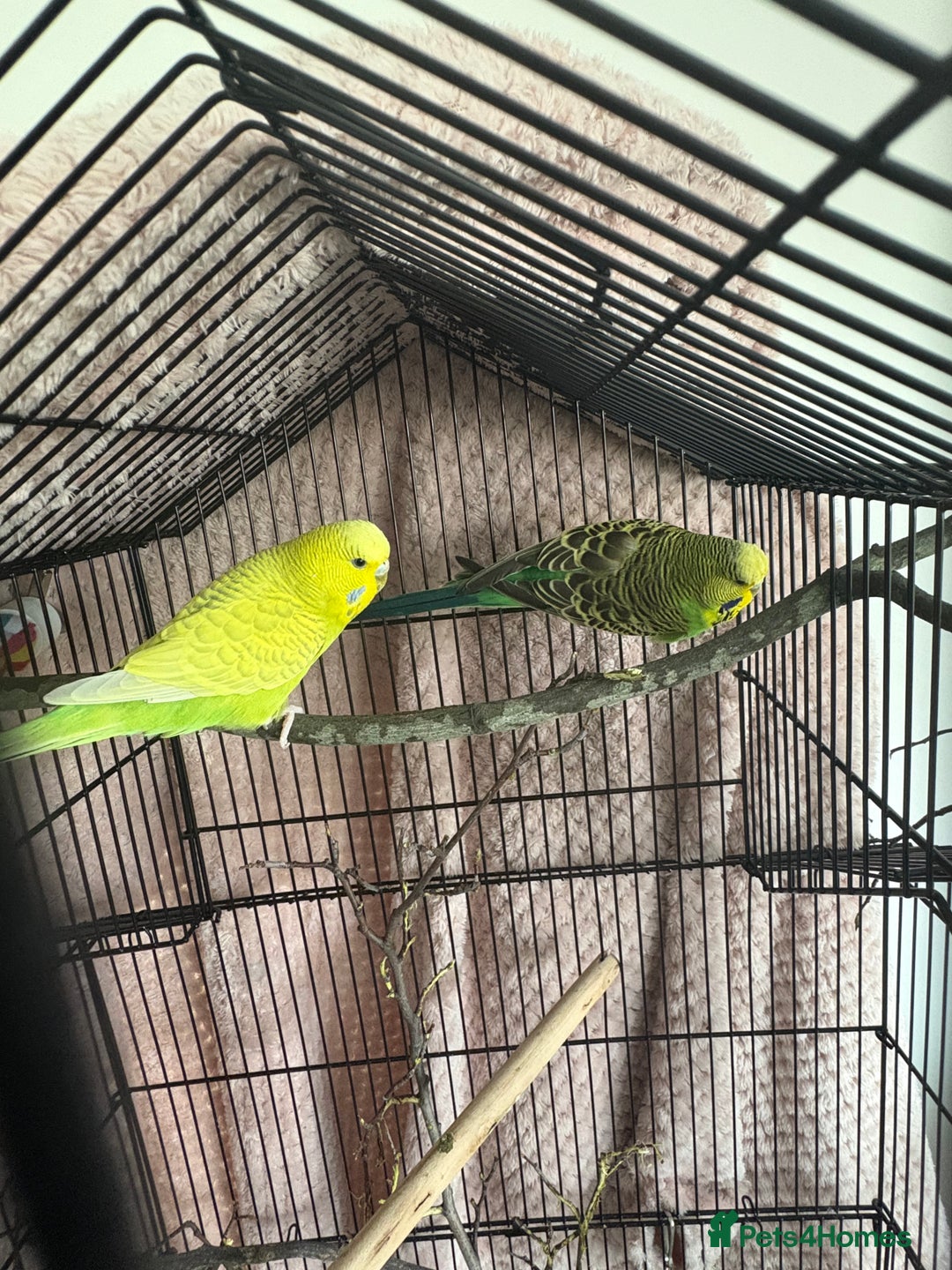 Budgerigars birds for sale: Male and female Budgies (unsure of exact age)? - Image 1