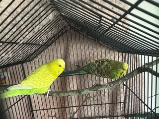 Budgerigars birds - Advert 6