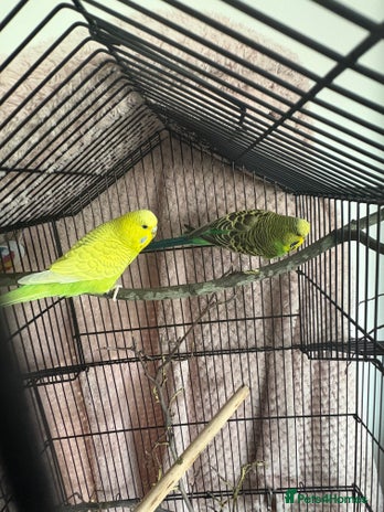 Budgerigars birds - Advert 2