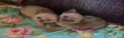 Burmese cats for sale: Burmese kittens glorious and outgoing - Advert 1