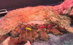 Australian Labradoodle dogs for sale: ✨ Superior Australian Labradoodles - Image 2