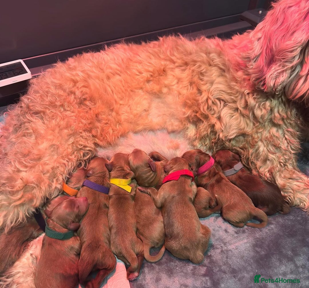 Australian Labradoodle dogs for sale: ✨ Superior Australian Labradoodles - Image 2