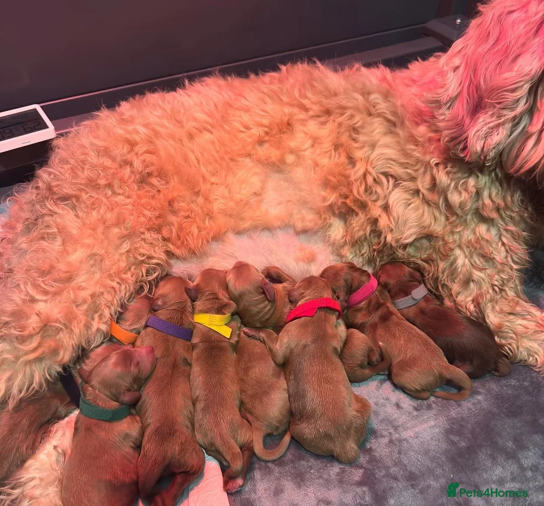 Australian Labradoodle dogs for sale: WALA Superior Australian Labradoodles-Waiting List - Advert 14