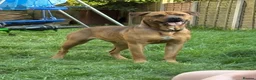 Mixed Breed dogs for sale: Rottie/mastiff in Walsall - Advert 3
