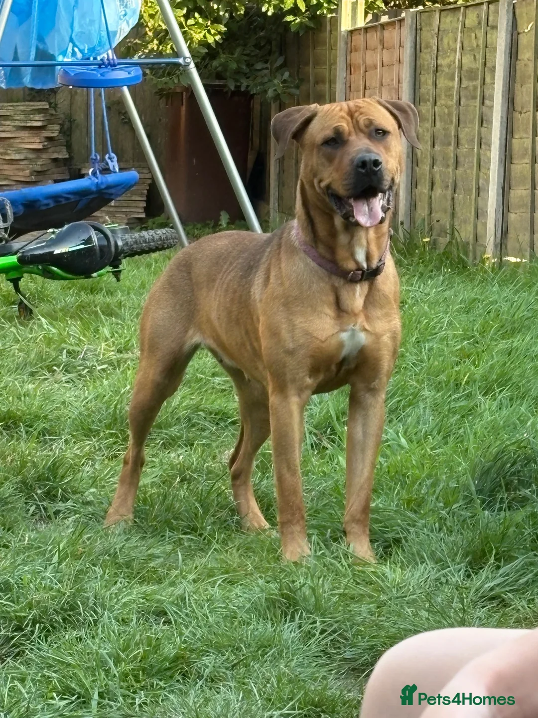 Mixed Breed dogs for sale: Rottie/mastiff in Walsall - Advert 3