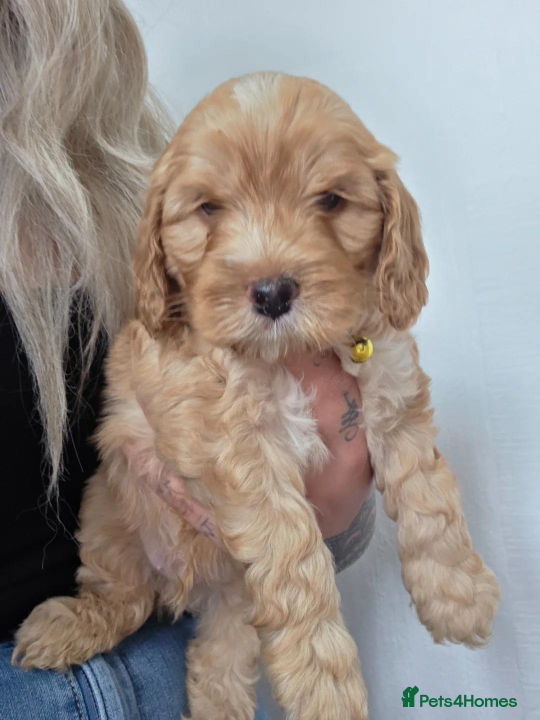 Cockapoo dogs for sale: 🐾Adorable Puppies Ready for Their Forever Homes🐾 in Ripley - Advert 1