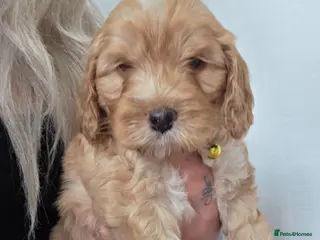 Cockapoo dogs 🐾Adorable Puppies Ready for Their Forever Homes🐾 - Advert 1
