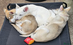 Saarloos Wolfdog dogs for sale: Wolfdog puppies. 1 boy, 3 girls available  in Wigan - Image 32
