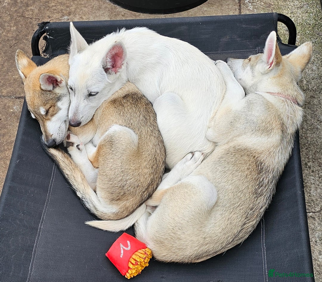 Saarloos Wolfdog dogs for sale: Wolfdog puppies. 1 boy, 3 girls available  in Wigan - Image 32