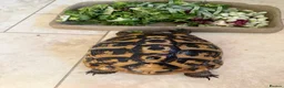 Tortoise reptiles for sale: For sale 10 year old female Hermann tortoise - Advert 9