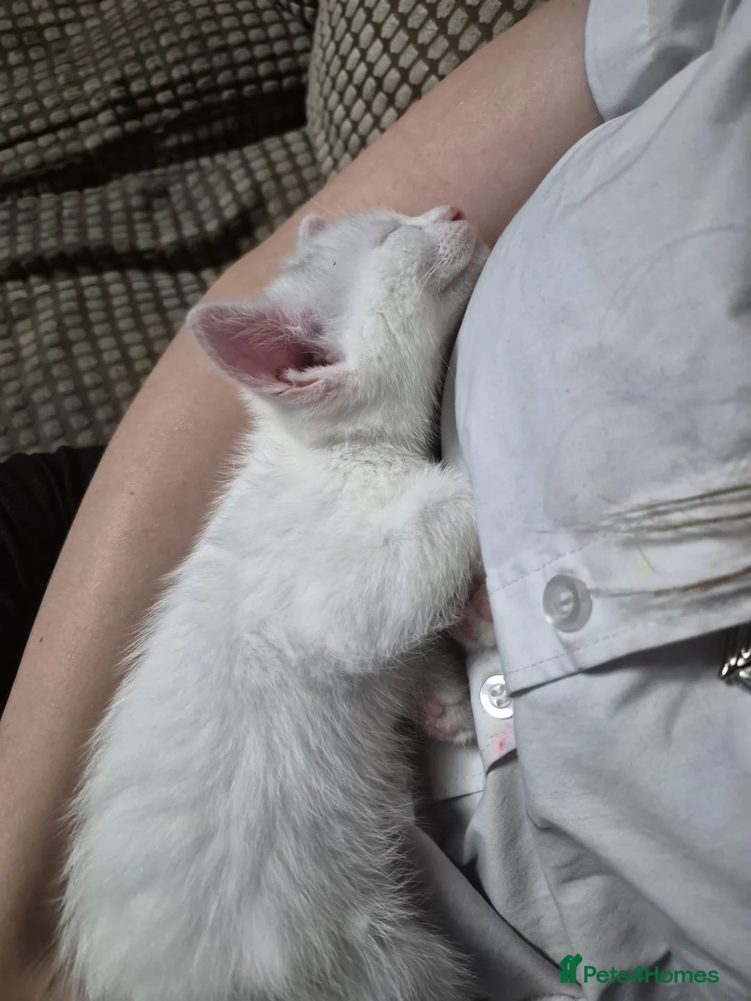 Siamese cats for sale: 3 beautiful kittens  - Advert 2