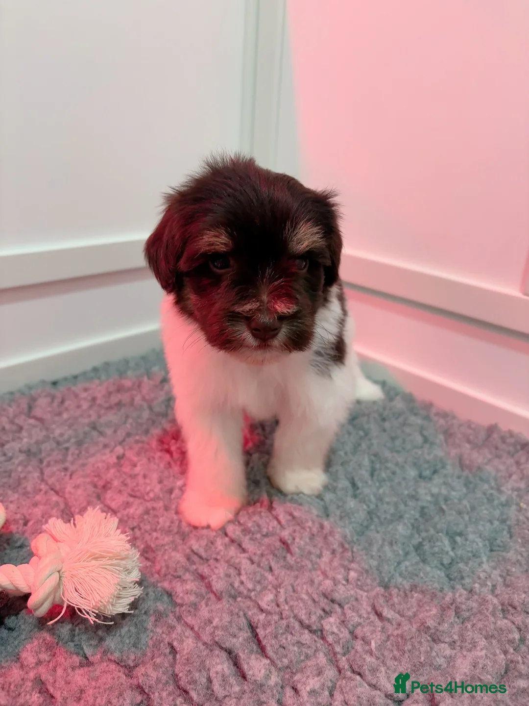 Miniature Schnauzer dogs for sale: SOLD KC Reg Miniature Schnauzers - Advert 15
