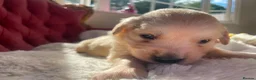 Golden Retriever dogs for sale: Beautiful Golden Retriever Puppies - Advert 8