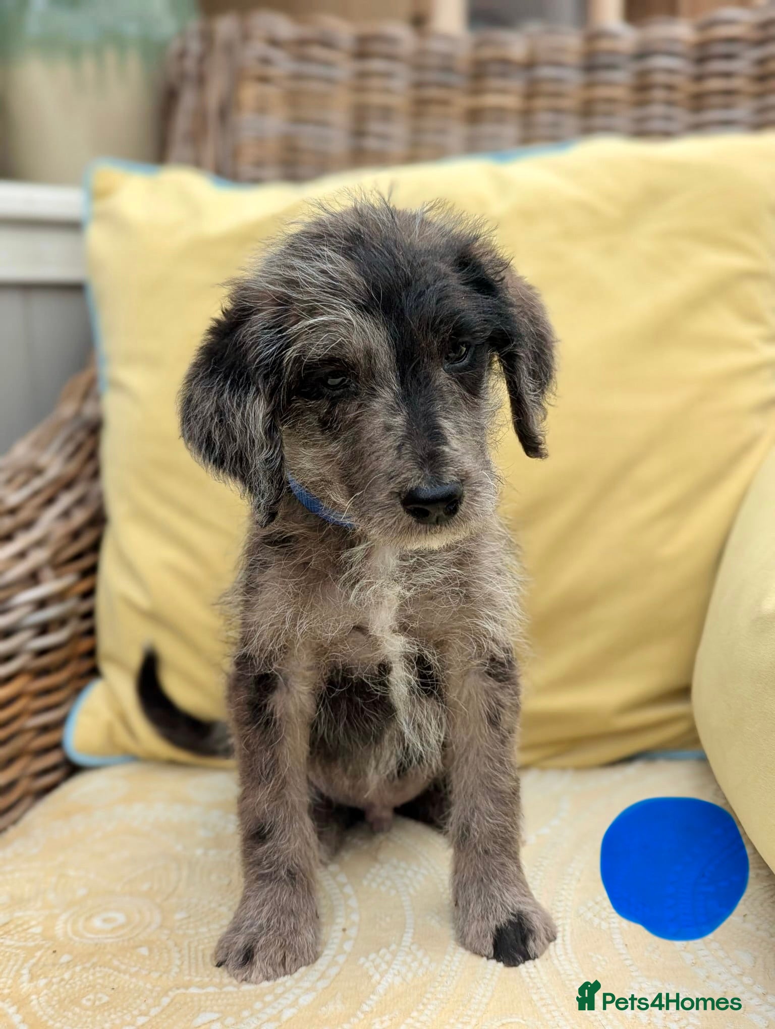 Bordoodle dogs for sale: Standard Bordoodle puppies- ready now - Advert 17