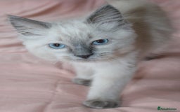 Ragdoll cats for sale: Purebred Ragdoll  - Image 6