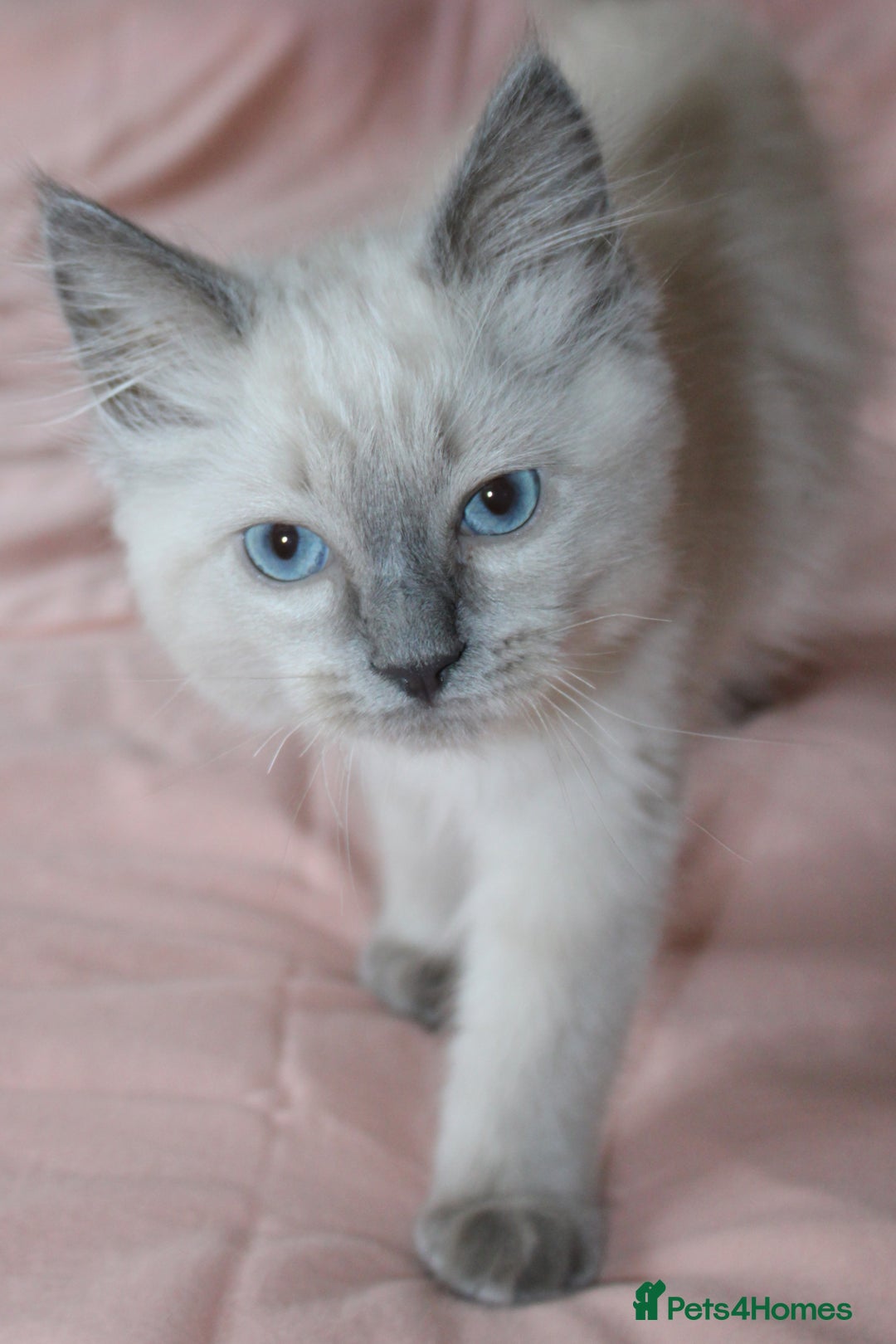 Ragdoll cats for sale: Purebred Ragdoll  - Image 6