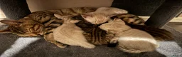Bengal cats for sale: Silver, Snow Lynx & Brown Rosette Bengals in Crawley - Advert 8