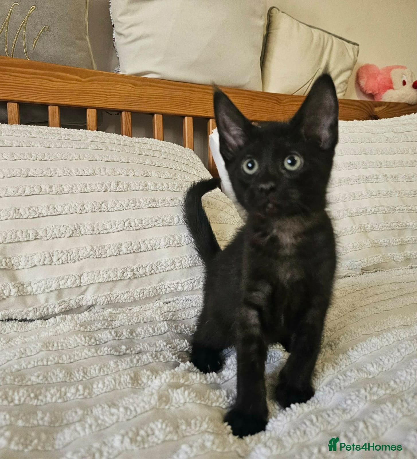 Maine Coon cats Amazing Maine Coon kittens  - Advert 3