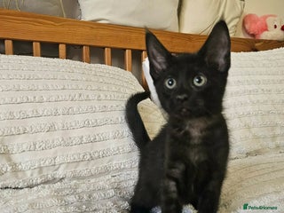 Maine Coon cats Amazing Maine Coon kittens - Advert 3