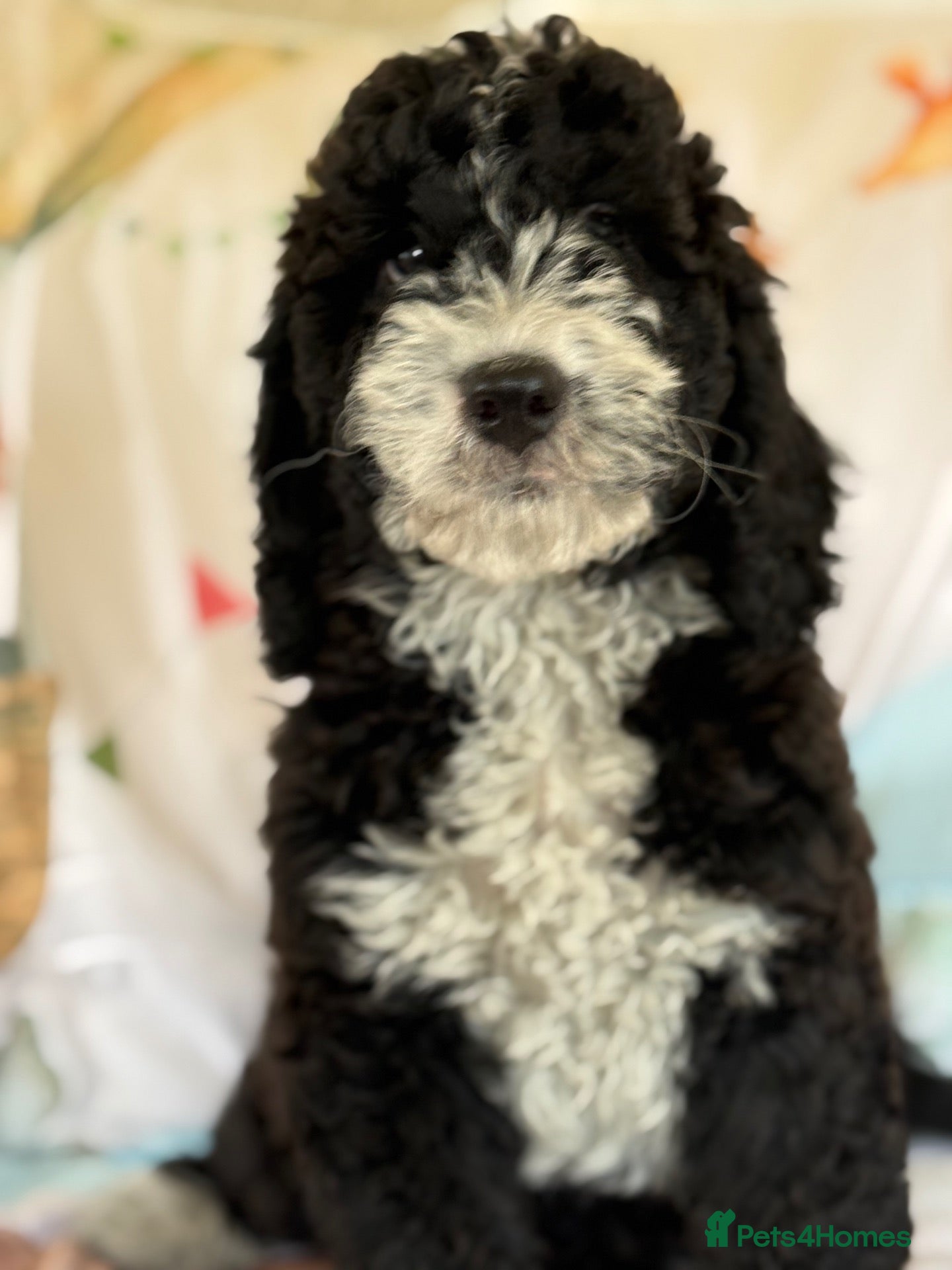 Bernedoodle dogs Beautiful Bernidoodles - Advert 4