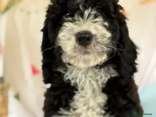 Bernedoodle dogs Beautiful Bernidoodles - Advert 4