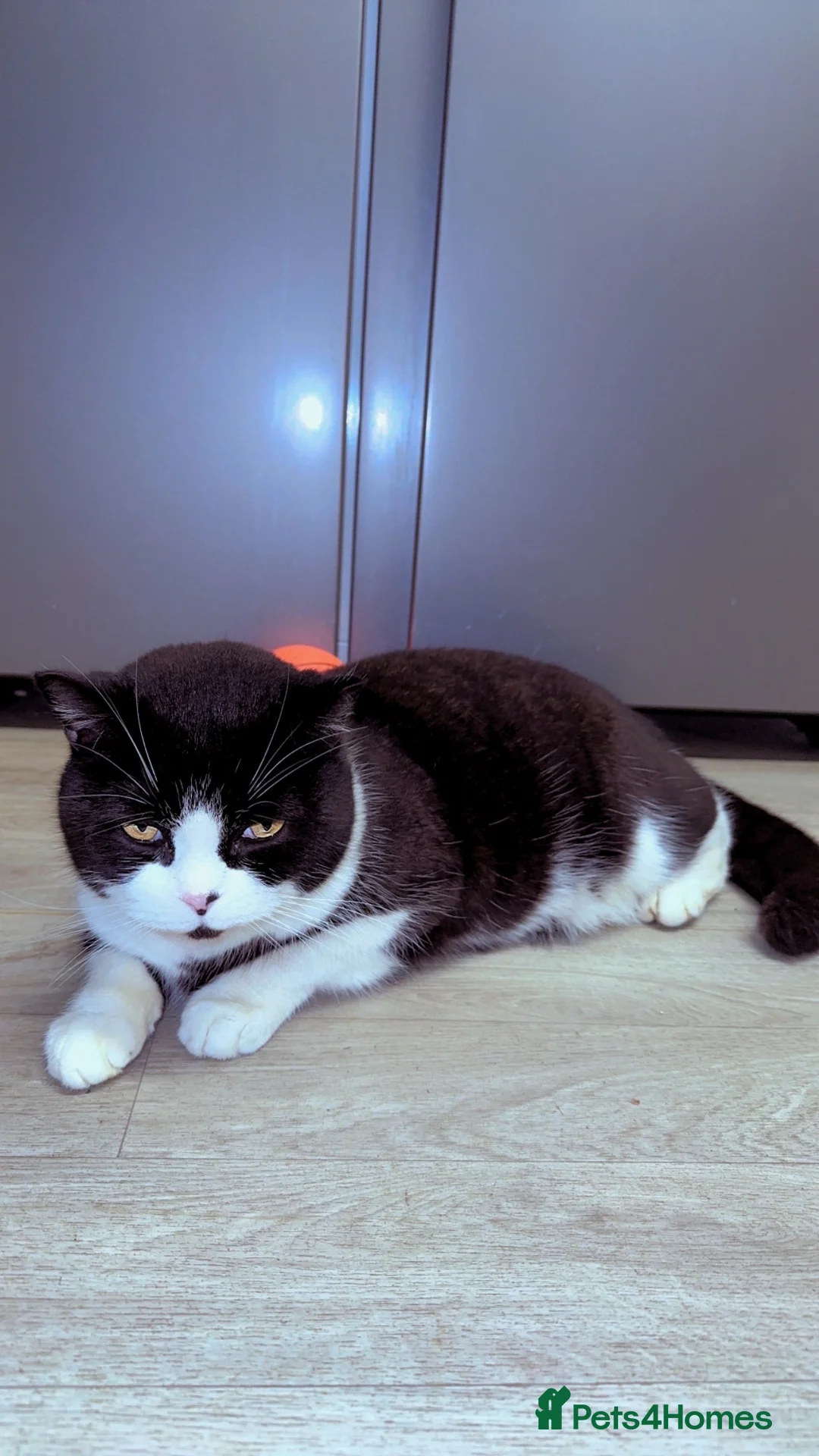 British Shorthair cats for sale: British Shorthair Tuxedo Male Cat❤️ - Advert 1