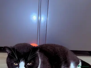 British Shorthair cats British Shorthair Tuxedo Male Cat❤️ - Advert 1