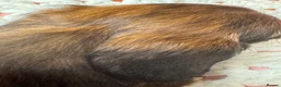 Dachshund dogs for sale: Long & Short haired Sable crea Dachshund puppies  - Advert 16